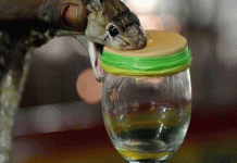 সাপের বিষে ভালো হবে ক্যান্সার!