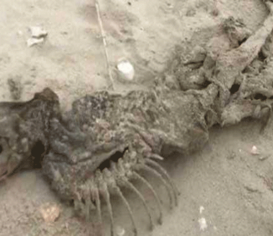 সমুদ্রে ভেসে এলো অদ্ভুত এক প্রাণীর কঙ্কাল!