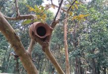 ৭৫ হাজার গাছ লাগাবে শেখ রাসেল জাতীয় উদ্যান