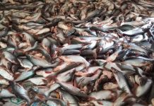 মাছের সাথে কি এমন শত্রুতা! বুড়িচংয়ে বিষ প্রয়োগে ৭ লক্ষ টাকার মাছ নিধন।