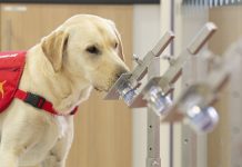 গন্ধ শুঁকে করোনাভাইরাস শনাক্ত করবে কুকুর গন্ধ শুঁকে করোনাভাইরাস শনাক্ত করবে কুকুর