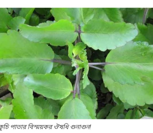 পাথরকুচি পাতার বিস্ময়কর ঔষধি গুনাগুন!