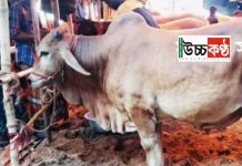 স্বাস্থ্যবিধি মেনে কোরবানির পশুর হাট বসার অনুমোদন দিতে যাচ্ছে চট্টগ্রাম সিটি কর্পোরেশন!