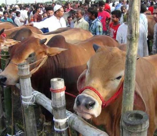 কোরবানির হাট না বসানোর সুপারিশ চার মহানগরীতে!