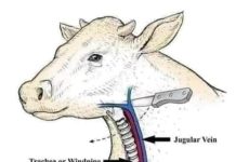 হত্যা করে গরু কুরবানী করছেন না তো?