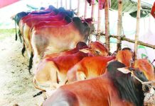 পরিবারের কোন কোন সদস্যের ওপর কোরবানি