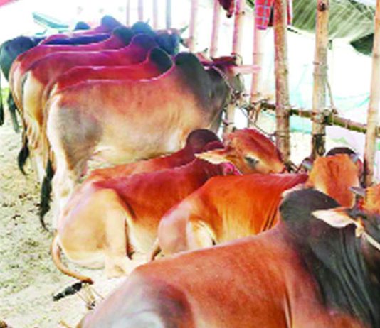 পরিবারের কোন কোন সদস্যের ওপর কোরবানি