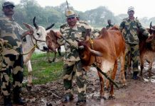 বাংলাদেশে গরু পাচার চক্রের সাথে বিএসএফের যোগসাজশ ফাঁস সিবিআই তদন্তে