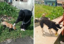 জীবজন্তুর প্রতি ভালোবাসার পুরস্কার