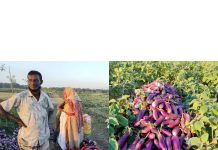 চুনারুঘাটে বেগুন চাষে লাভবান বর্গা চাষীরা!