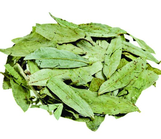 সোনা পাতার ভেষজগুণ