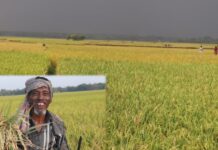 কুমিল্লায় বোরোর বাম্পার ফলন, শ্রমিক সংকটে কৃষকরা!