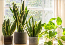 অক্সিজেন লেভেল বাড়িয়ে বাতাস বিশুদ্ধ রাখে এই ৬ গাছ