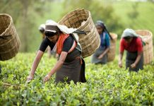 আজ দেশে প্রথম চা দিবস