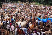 কুমিল্লায় কুরবানির পশুর হাট লোকে লোকারণ্য; সংক্রমণ বৃদ্ধির আশংকা