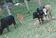 চুনারুঘাটের গুইবিল বিজিবি কর্তৃক আটক ভারতীয় ৪টি গরু