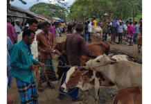 চুনারুঘাটে প্রশাসনের কঠোর নজরধারী থাকা সত্বেও চলছে আমুরোড গরুর হাট!