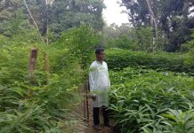 সাতছড়ি নার্সারিতে আড়াই লক্ষ চারা উৎপাদন