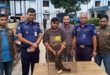 কুমিল্লায় বিলুপ্ত প্রজাতির উল্লুক উদ্ধার।
