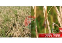 নোয়াখালীতে বোরো ধানে ব্লাস্ট :হতাশায় কৃষক