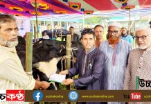 কুমিল্লা দেবিদ্বারে জাতীয় শোক দিবসে কাঙ্গালী ভোজের জন্য গরু ও খাসি বিতরণ