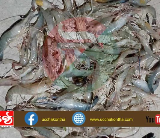 বিষ প্রয়োগে চিংড়ি মাছ নিধন, হুমকির মুখে মাছের প্রজনন ও উৎপাদন।