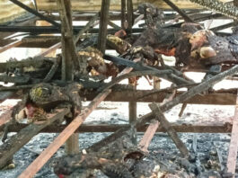 ফরিদপুর ভাঙ্গায় আগুনে পুড়ল তরুণ উদ্যোক্তাদের স্বপ্ন, আগুনে পুড়ল ৩৬টি ছাগল।