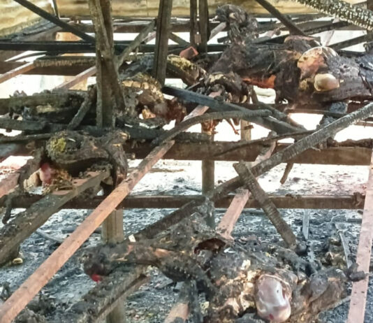 ফরিদপুর ভাঙ্গায় আগুনে পুড়ল তরুণ উদ্যোক্তাদের স্বপ্ন, আগুনে পুড়ল ৩৬টি ছাগল।