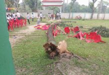 কুমিল্লা পাঁচোড়া মাধ্যমিক বিদ্যা নিকেতন স্কুলে এসএসসি পরীক্ষার্থীদের বিদায় অনুষ্ঠানে গাছ উপড়ে ৩ শিক্ষার্থী আহত।