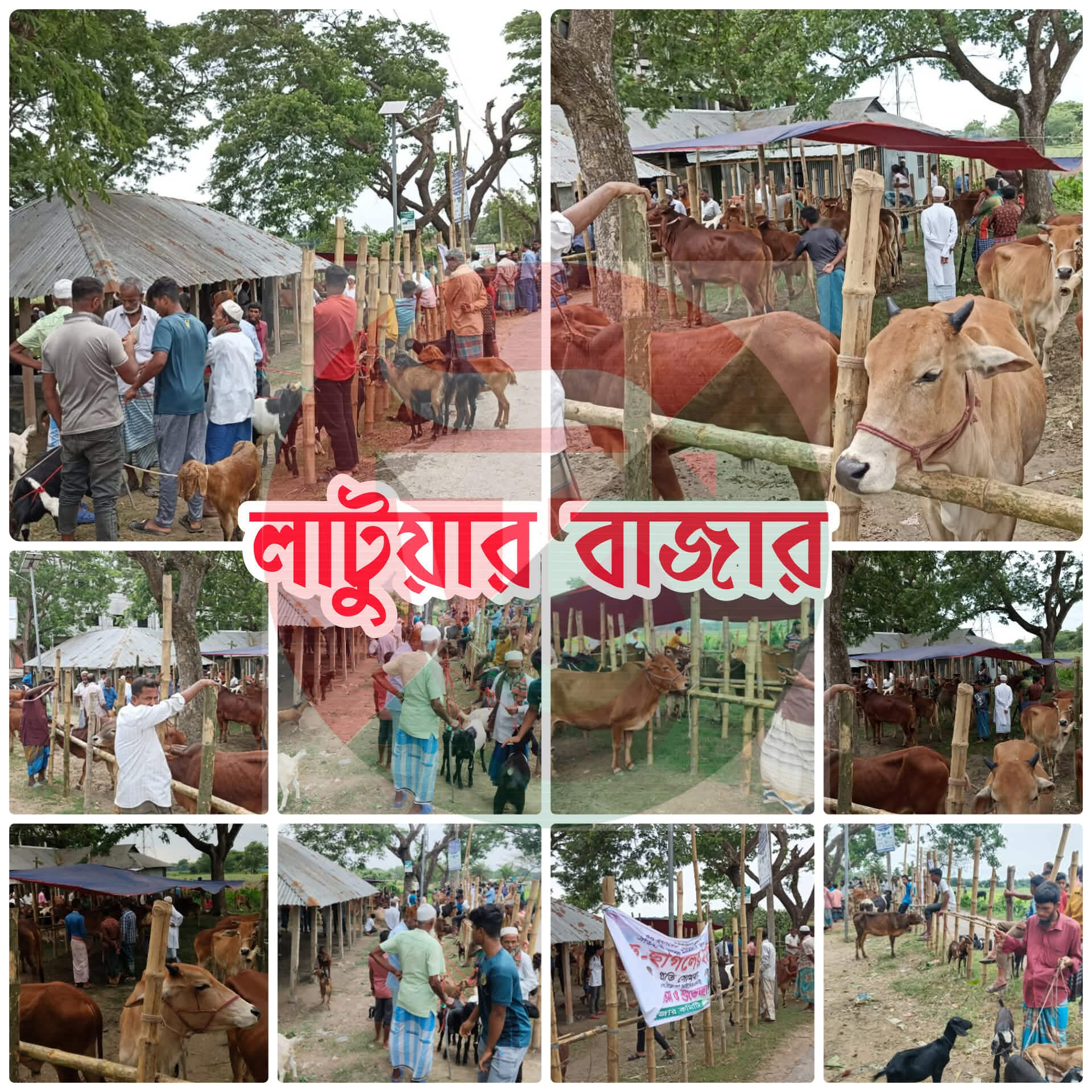 সরকার রাজস্ব বঞ্চিত লাখ লাখ টাকা, দরপত্র ছাড়াই চলছে কুমিল্লা বুড়িচং ‘লাটুয়ার বাজার’।